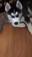 Siberian Husky Puppies for sale in Harrisburg, PA, USA. price: NA
