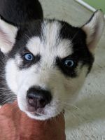 Siberian Husky Puppies for sale in Carlisle, KY 40311, USA. price: NA