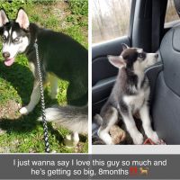 Siberian Husky Puppies for sale in Milford, OH, USA. price: NA