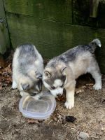 Siberian Husky Puppies for sale in Wareham, MA, USA. price: NA