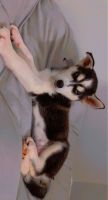 Siberian Husky Puppies for sale in Cochran, GA 31014, USA. price: NA