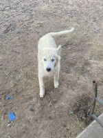 Siberian Husky Puppies for sale in Phoenix, AZ 85029, USA. price: NA