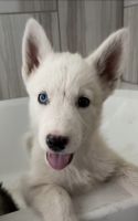 Siberian Husky Puppies for sale in El Paso, TX, USA. price: NA