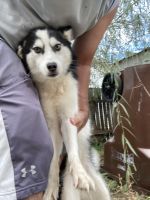 Siberian Husky Puppies for sale in Hamilton, OH, USA. price: NA