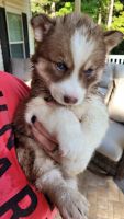 Siberian Husky Puppies for sale in 310 Country Estates Rd, Woodruff, SC 29388, USA. price: NA