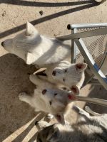 Siberian Husky Puppies for sale in Colorado Springs, CO, USA. price: NA