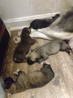 Siberian Husky Puppies for sale in Reelfoot St, Tiptonville, TN 38079, USA. price: NA