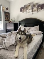 Siberian Husky Puppies for sale in East Rutherford, NJ, USA. price: NA