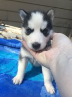 Siberian Husky Puppies for sale in Effingham, IL 62401, USA. price: NA