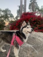 Siberian Husky Puppies for sale in San Diego, CA, USA. price: NA