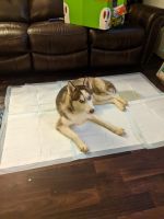 Siberian Husky Puppies for sale in Asheboro, NC, USA. price: NA