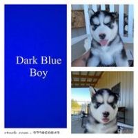 Siberian Husky Puppies for sale in Overton, TX 75684, USA. price: NA