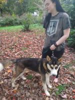 Siberian Husky Puppies for sale in Arden, NC 28704, USA. price: NA