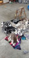 Siberian Husky Puppies for sale in Bellevue, IA 52031, USA. price: NA