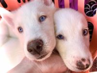 Siberian Husky Puppies for sale in Spring Hill, FL, USA. price: NA