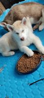 Siberian Husky Puppies for sale in Bakersfield, CA, USA. price: NA