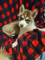 Siberian Husky Puppies for sale in Port Richey, FL, USA. price: NA