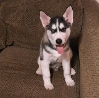 Siberian Husky Puppies for sale in Anderson, IN, USA. price: NA