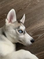 Siberian Husky Puppies for sale in Beaufort, SC, USA. price: NA