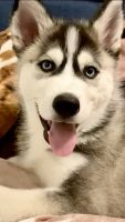 Siberian Husky Puppies for sale in Hershey, PA, USA. price: NA
