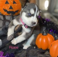 Siberian Husky Puppies for sale in Reynoldsburg, OH, USA. price: NA