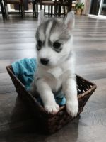 Siberian Husky Puppies for sale in Harlan, IN, USA. price: NA