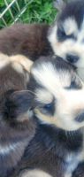 Siberian Husky Puppies for sale in 1459 Tall Meadows Dr, Columbus, OH 43223, USA. price: NA