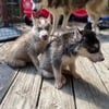 Siberian Husky Puppies for sale in Springfield, OH 45503, USA. price: NA