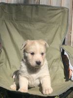Siberian Husky Puppies for sale in Grand Rapids, MI 49504, USA. price: NA