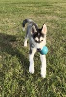 Siberian Husky Puppies for sale in Houston, TX, USA. price: NA