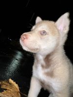 Siberian Husky Puppies for sale in Hayward, CA 94541, USA. price: NA