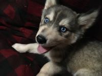 Siberian Husky Puppies for sale in Washington, GA 30673, USA. price: NA