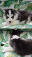 Siberian Husky Puppies for sale in Rockville, MD, USA. price: NA
