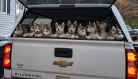 Siberian Husky Puppies for sale in Brainerd, MN 56401, USA. price: NA