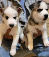 Siberian Husky Puppies for sale in Miramar, FL 33023, USA. price: NA