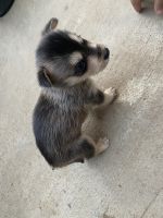 Siberian Husky Puppies for sale in Lakeside, CA, USA. price: NA