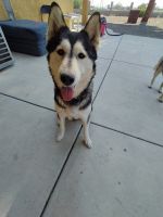 Siberian Husky Puppies for sale in 36357 82nd St E, Littlerock, CA 93543, USA. price: NA