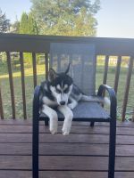Siberian Husky Puppies for sale in Bloomington, IL, USA. price: NA