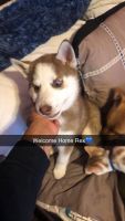 Siberian Husky Puppies for sale in 829 E Townsend St, Milwaukee, WI 53212, USA. price: NA