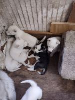 Siberian Husky Puppies for sale in Springfield, MA, USA. price: NA