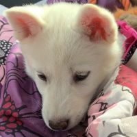 Siberian Husky Puppies for sale in Brooklyn, NY, USA. price: NA