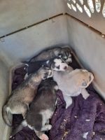 Siberian Husky Puppies for sale in Tucson, AZ 85747, USA. price: NA