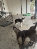 Siberian Husky Puppies for sale in Moreno Valley, CA, USA. price: NA