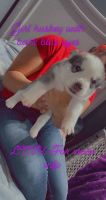 Siberian Husky Puppies for sale in Edinburg, TX 78542, USA. price: NA