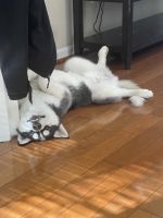 Siberian Husky Puppies for sale in Centreville, VA, USA. price: NA