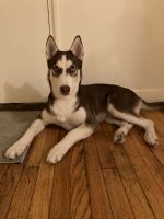 Siberian Husky Puppies for sale in Brooklyn, NY 11209, USA. price: NA