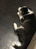 Siberian Husky Puppies for sale in 8326 Brooklyn Ave, Kansas City, MO 64132, USA. price: NA