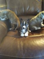 Siberian Husky Puppies for sale in 200 Old Stage Rd, Riegelwood, NC 28456, USA. price: NA