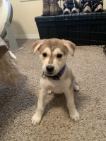Siberian Husky Puppies for sale in Gulfport, MS, USA. price: NA