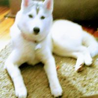 Siberian Husky Puppies for sale in Pottstown, PA 19464, USA. price: NA